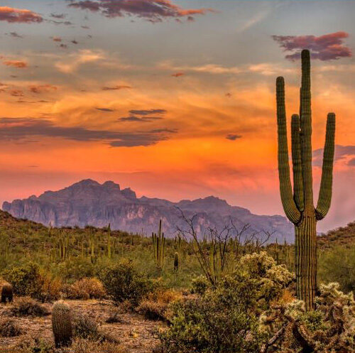 Impuestos estatales de Arizona - cactus del desierto