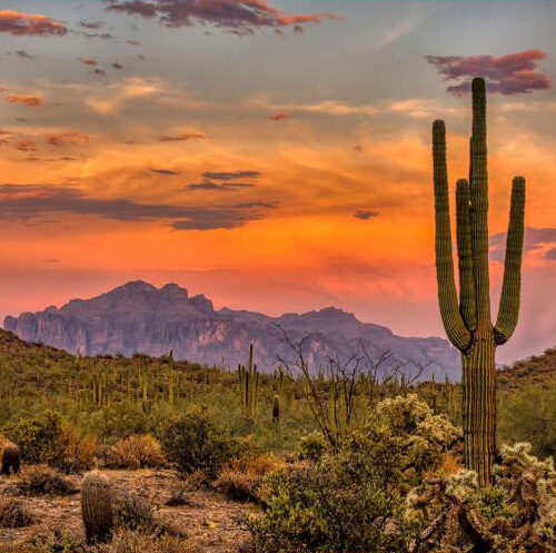 Arizona state taxes - desert cactus