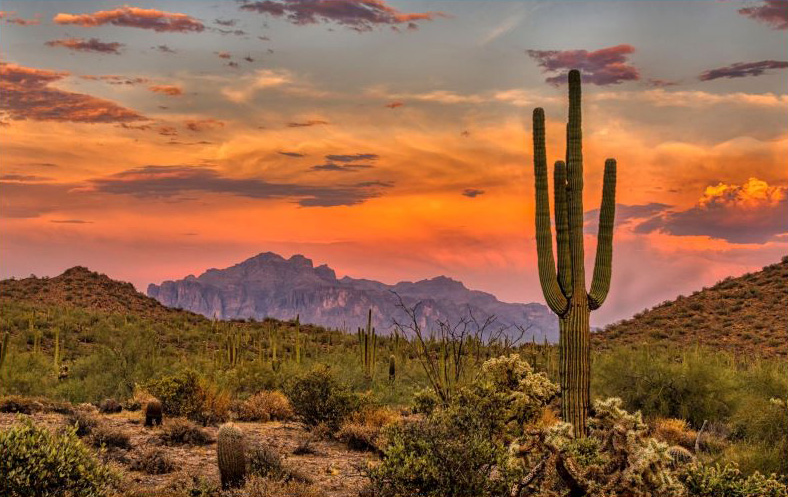 Arizona state taxes - desert cactus