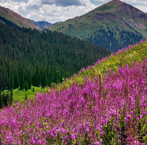 impuestos del estado de colorado