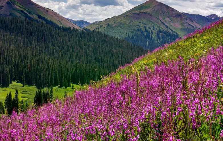 impuestos del estado de colorado