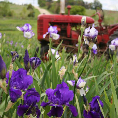 iowa state taxes - farm tractor and flowers