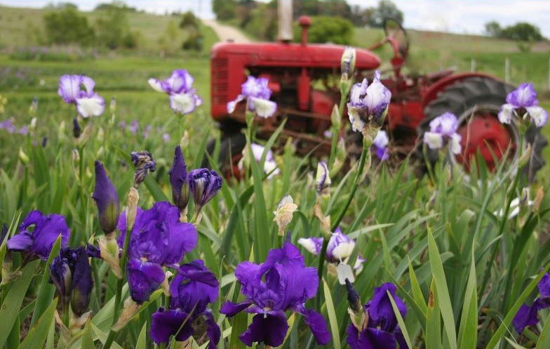 iowa state taxes - farm tractor and flowers