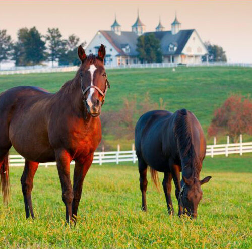 kentucky sales taxes - horses in a field