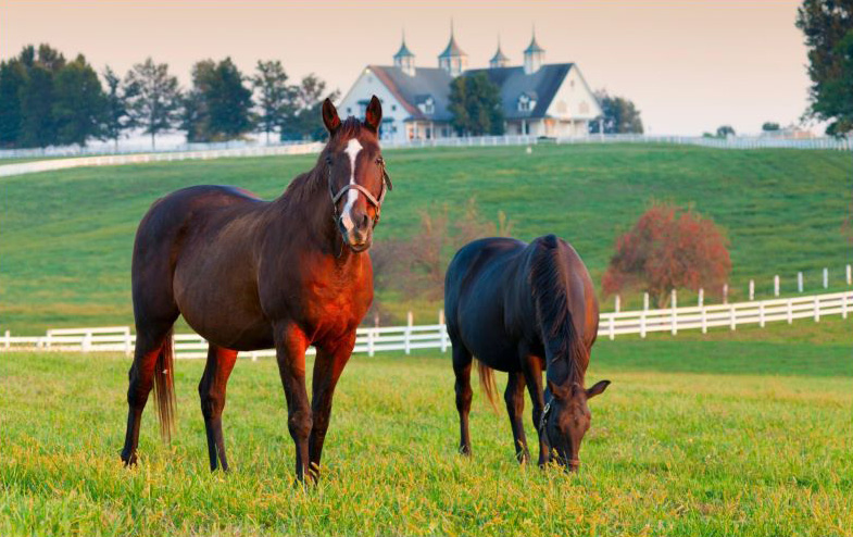 kentucky sales taxes - horses in a field