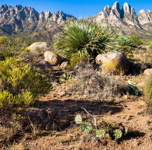 impuestos estatales de nuevo mexico - desierto