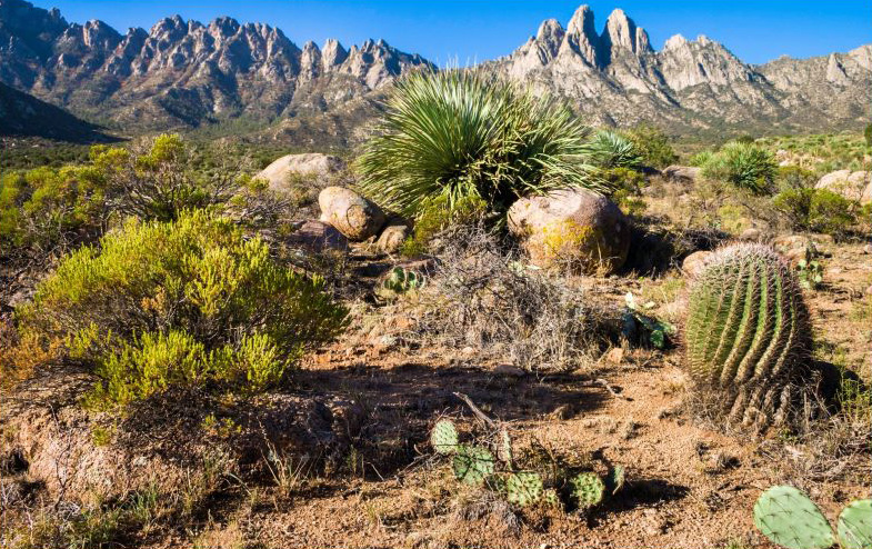 impuestos estatales de nuevo mexico - desierto