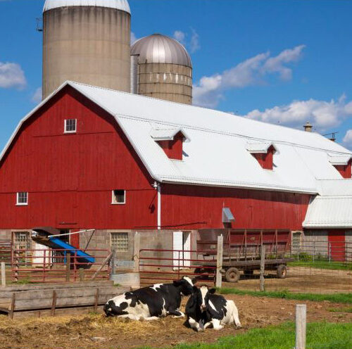Impuestos estatales de Wisconsin - vacas por granero rojo
