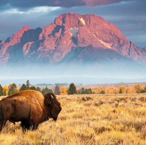 Impuestos estatales de Wyoming - búfalo en el Parque Nacional Grand Teton