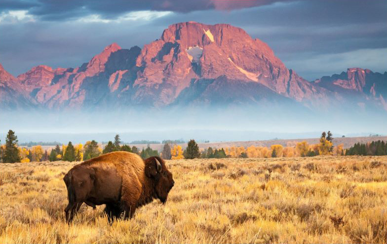 Impuestos estatales de Wyoming - búfalo en el Parque Nacional Grand Teton